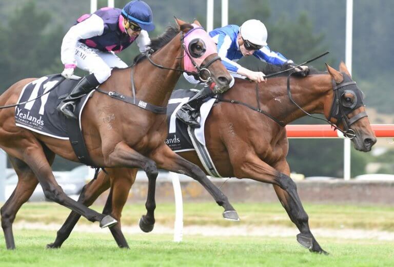 Horse Racing Bets Horse Betting Types Explained for NZ Punters